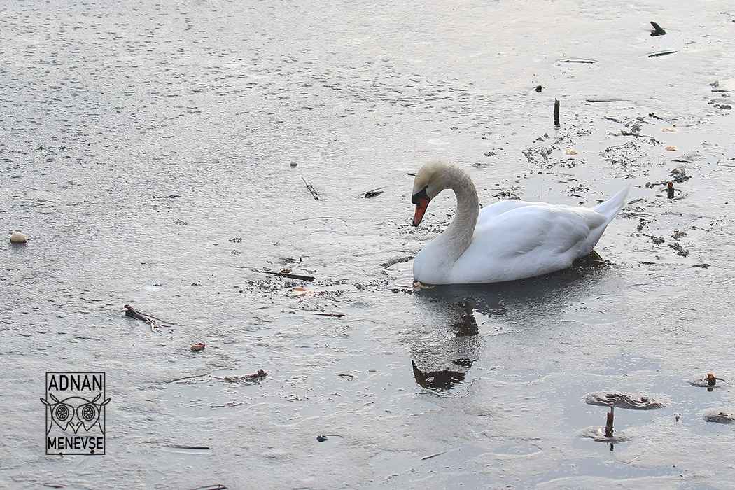 Mute Swan