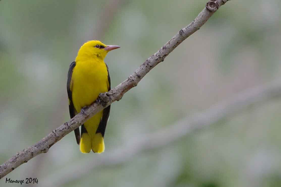 Eurasian Golden Oriole