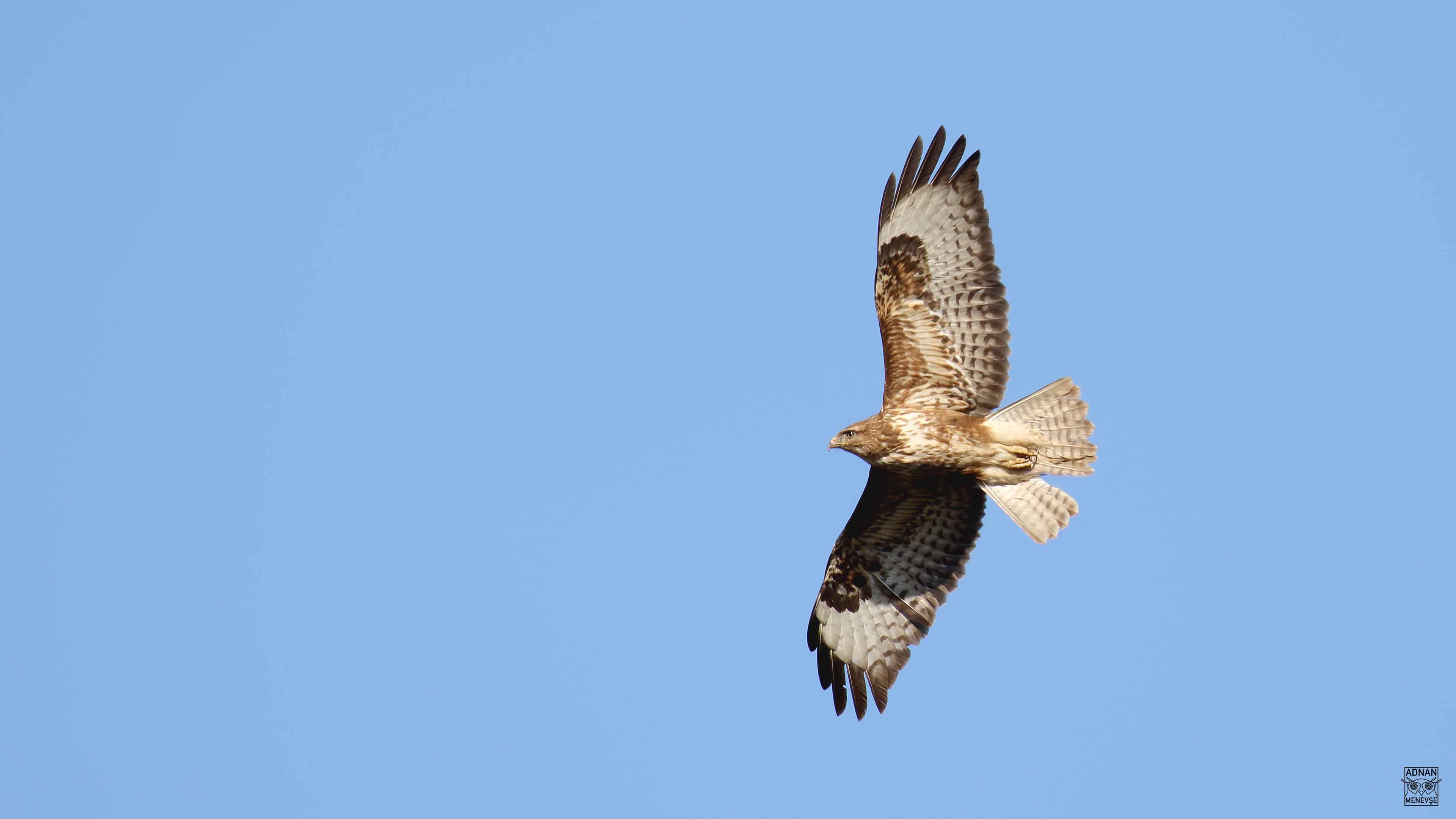 Common Buzzard