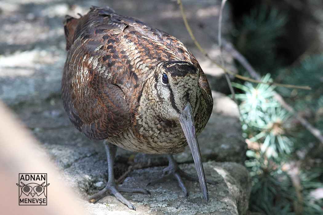 Eurasian Woodcock