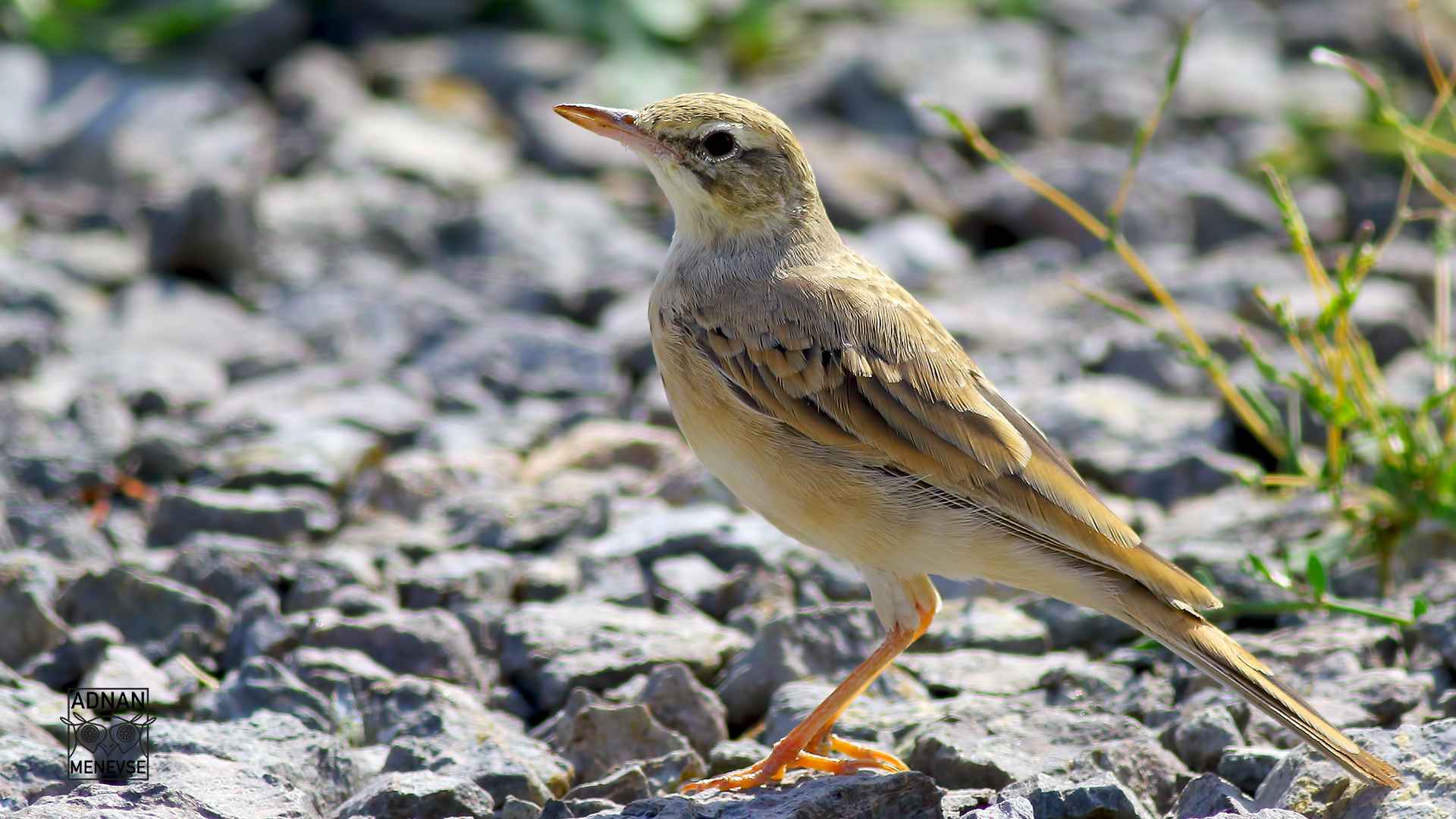 Tawny Pipit