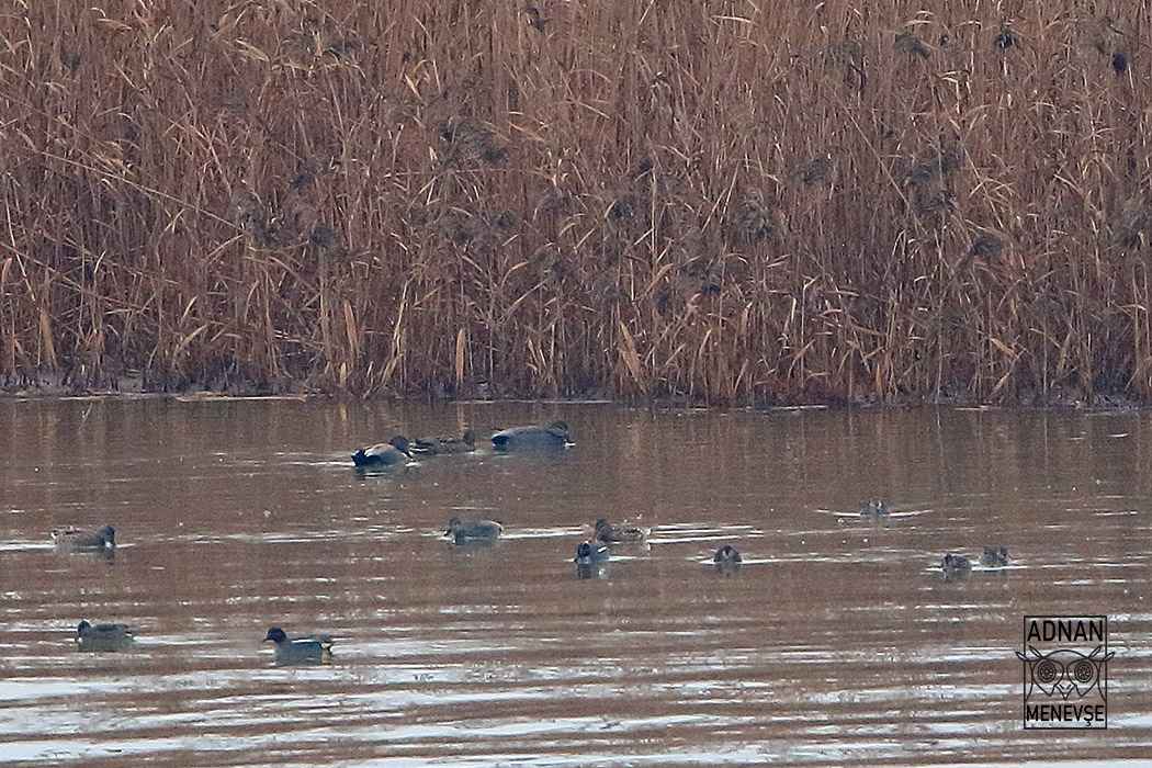 Gadwall