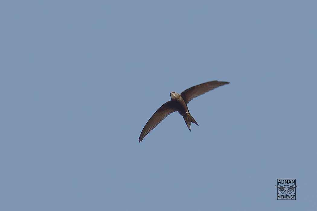 Pallid Swift
