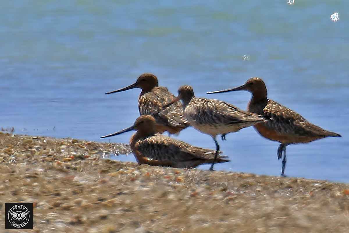 Bar-tailed Godwit
