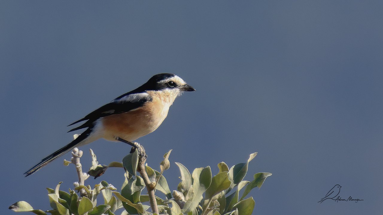 Arazi fotoğrafı