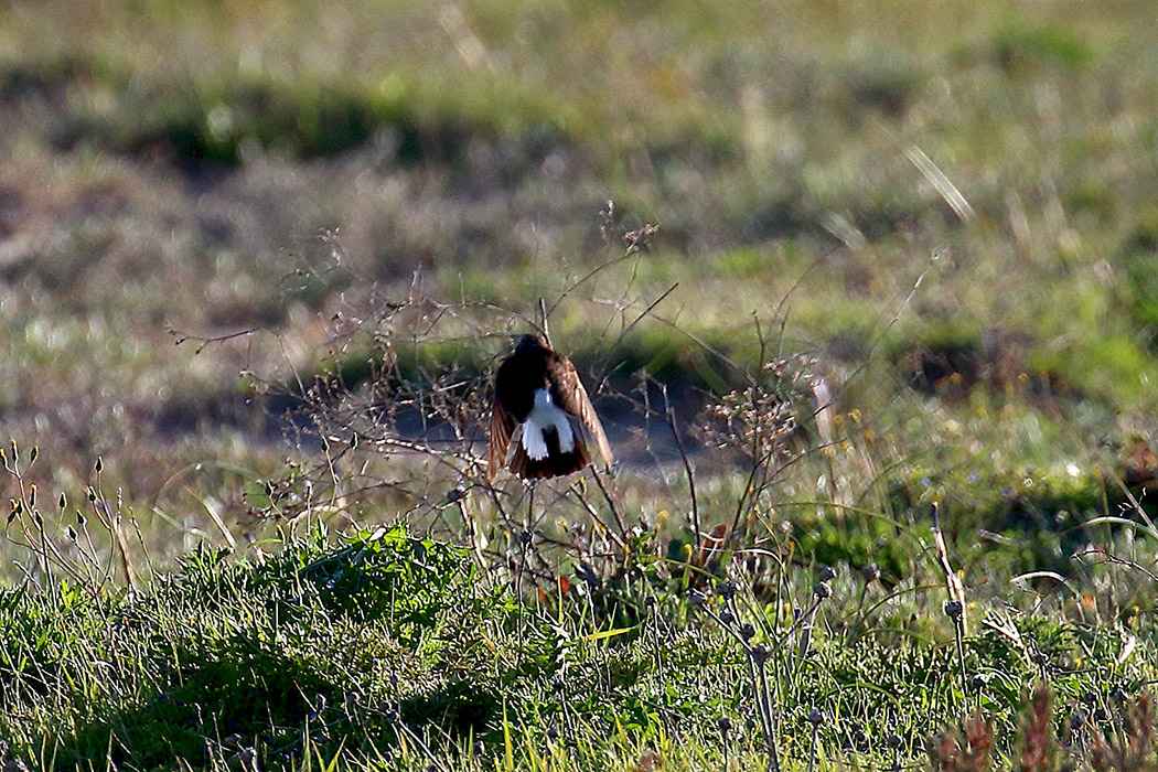 Pied Wheatear