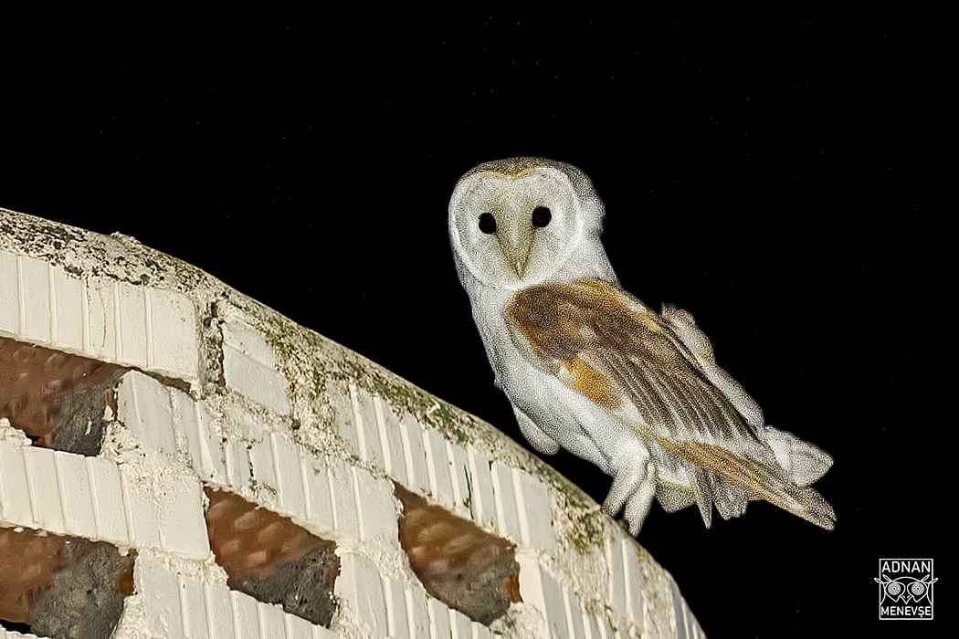 Barn Owl