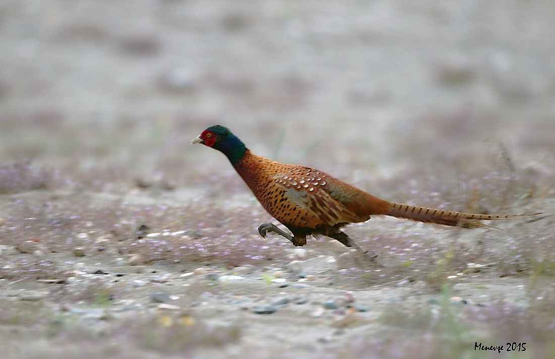 Ring-necked Pheasant