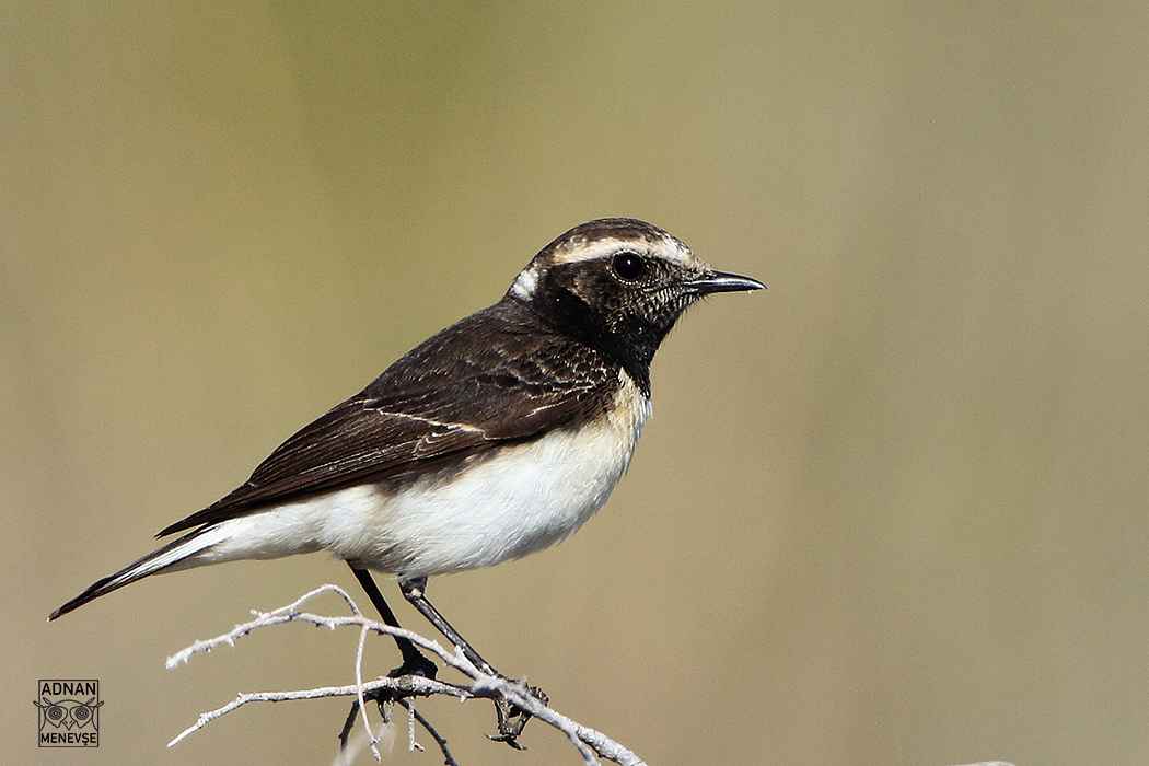 Pied Wheatear