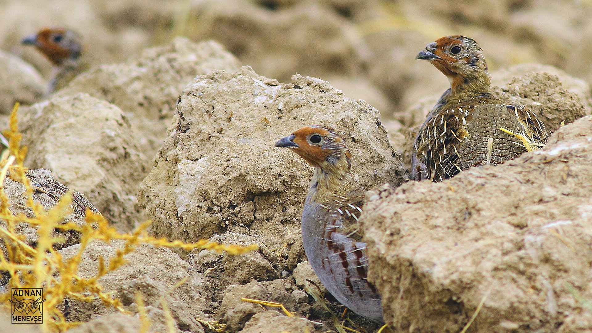 Gray Partridge