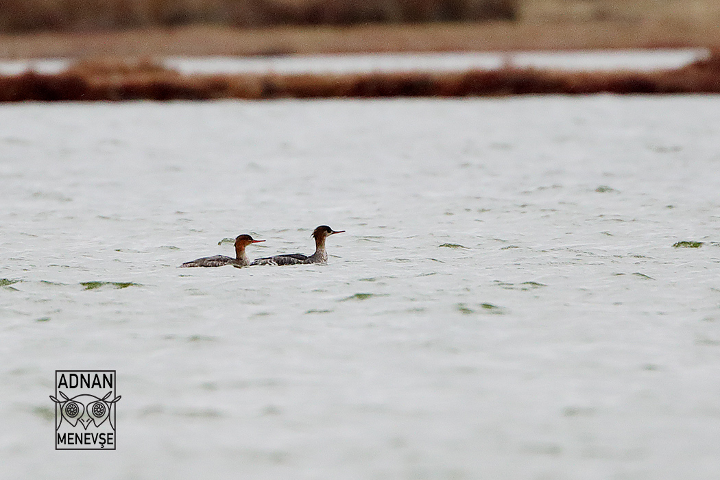 Red-breasted Merganser
