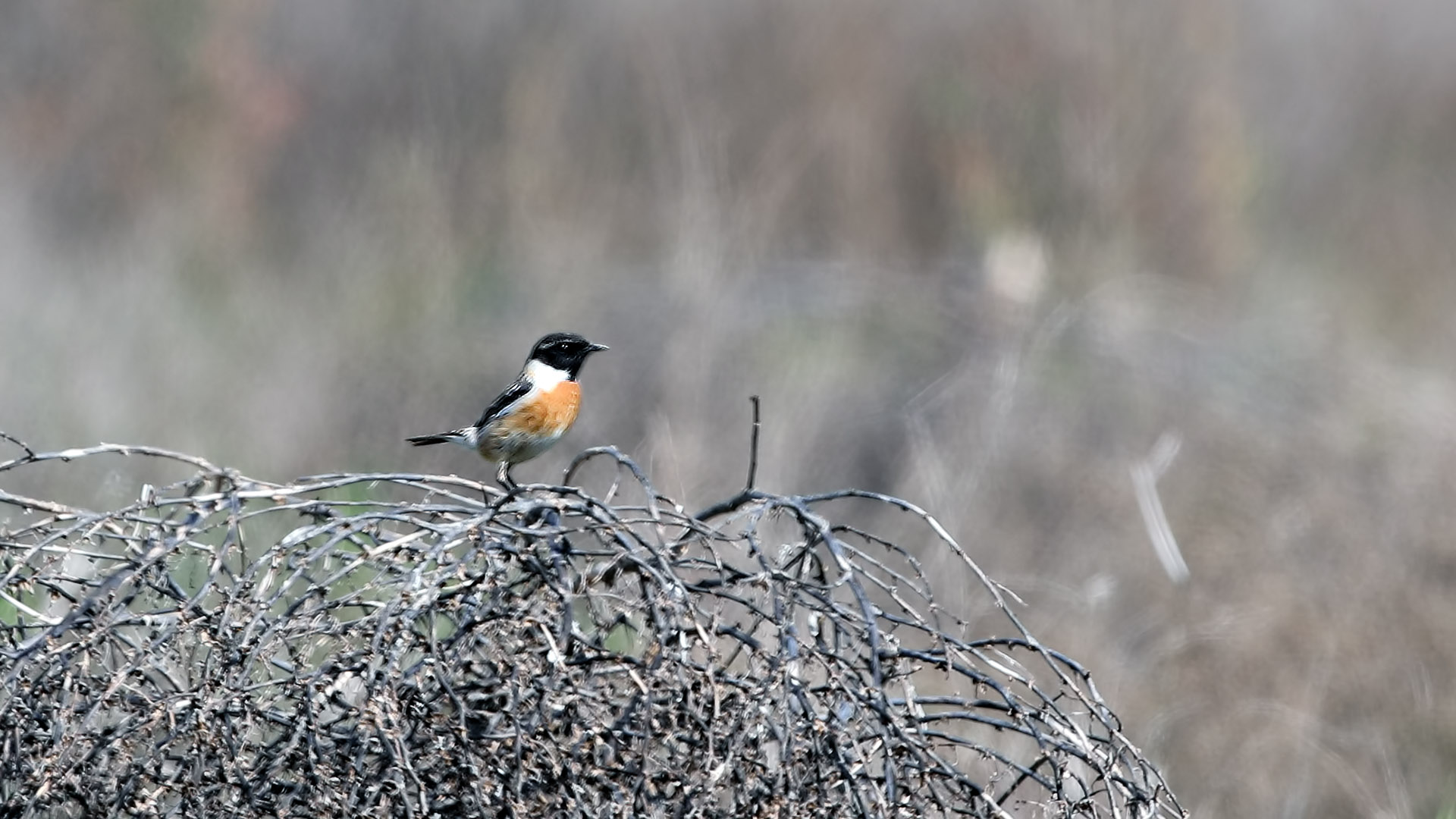 Siberian Stonechat