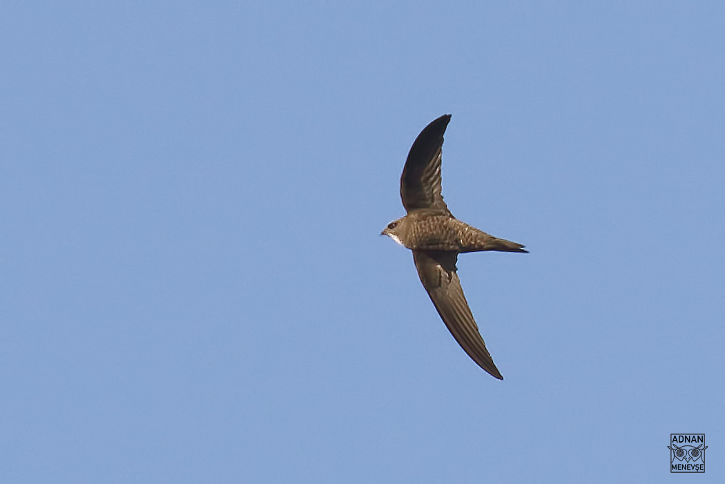 Common Swift