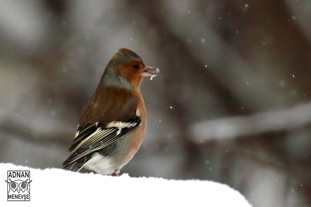 Common Chaffinch