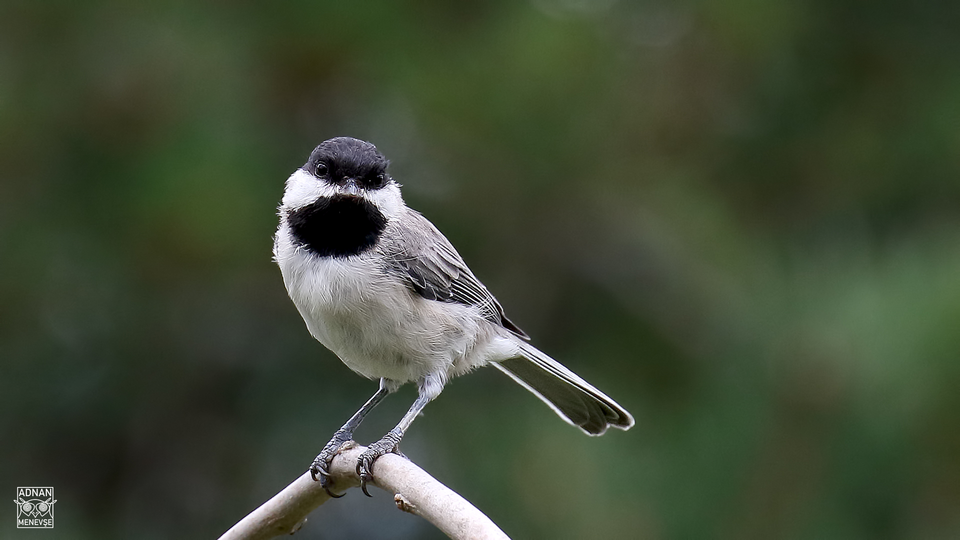 Sombre Tit