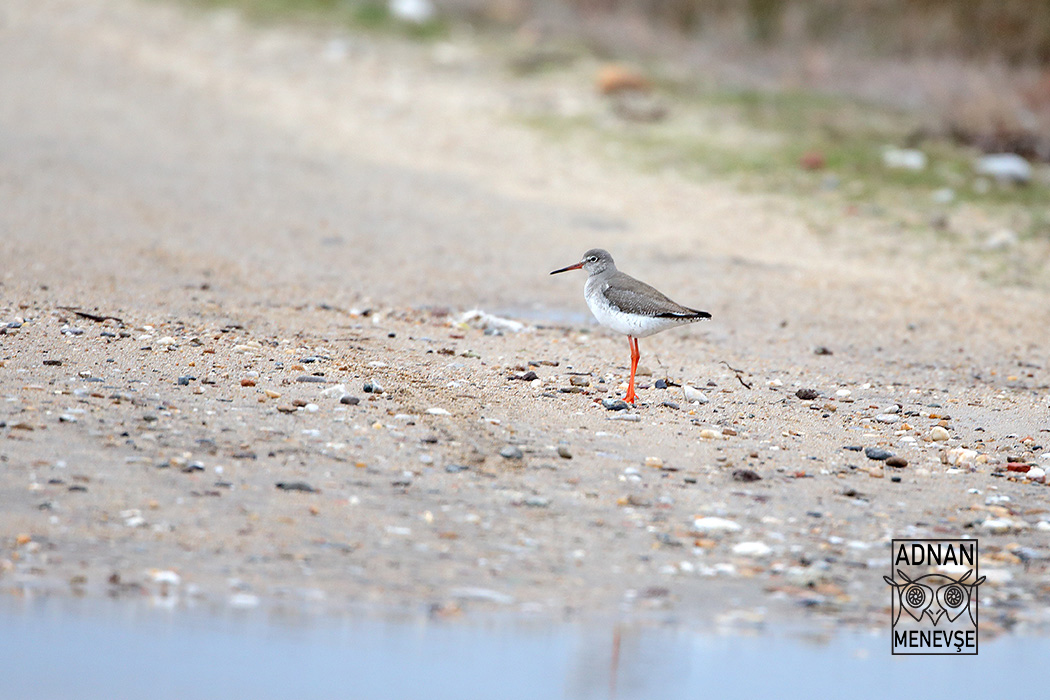 Common Redshank
