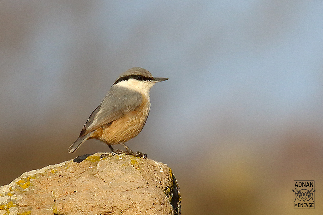 Western Rock Nuthatch