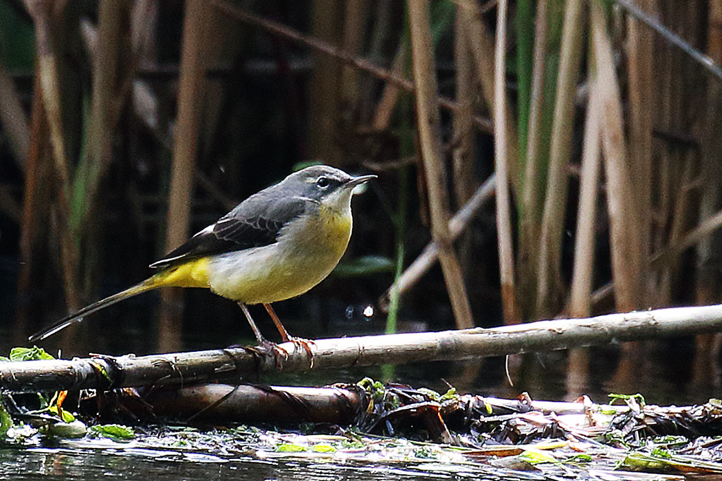 Gray Wagtail