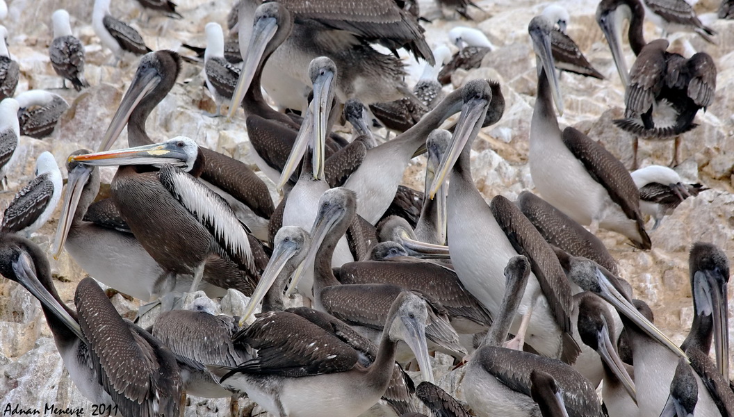 Brown Pelican