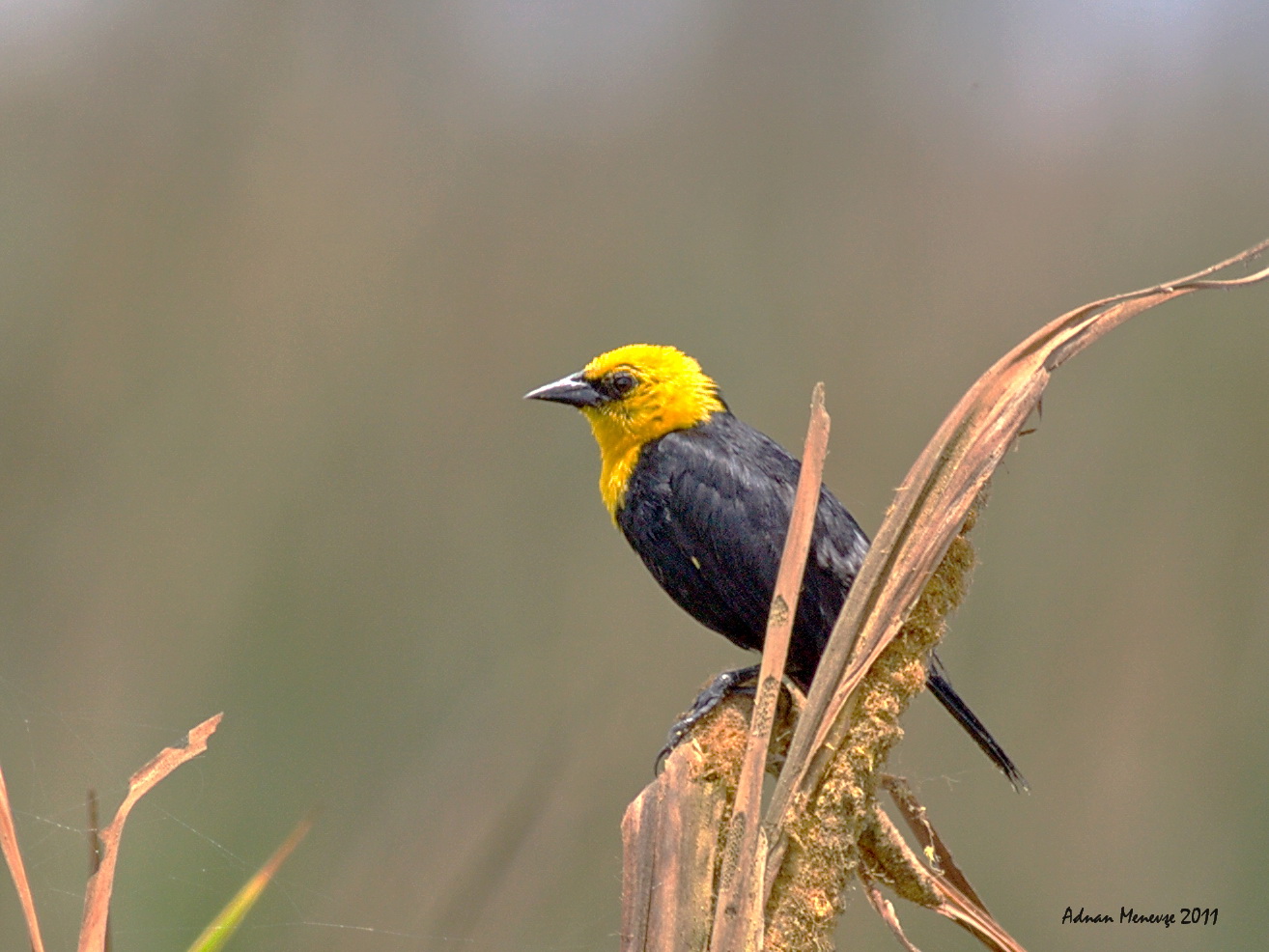 Yellow-hooded Blackbird