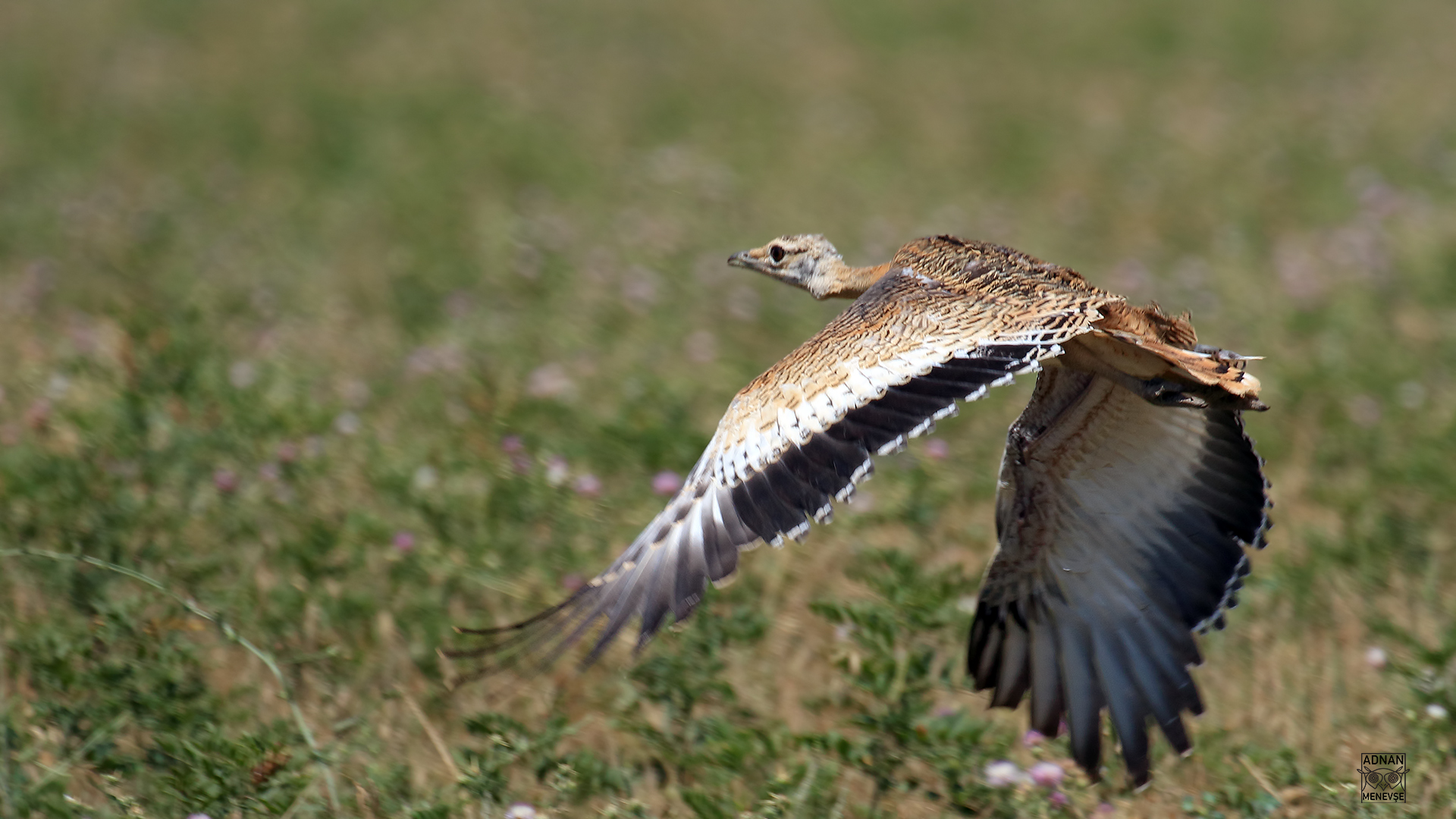 Great Bustard