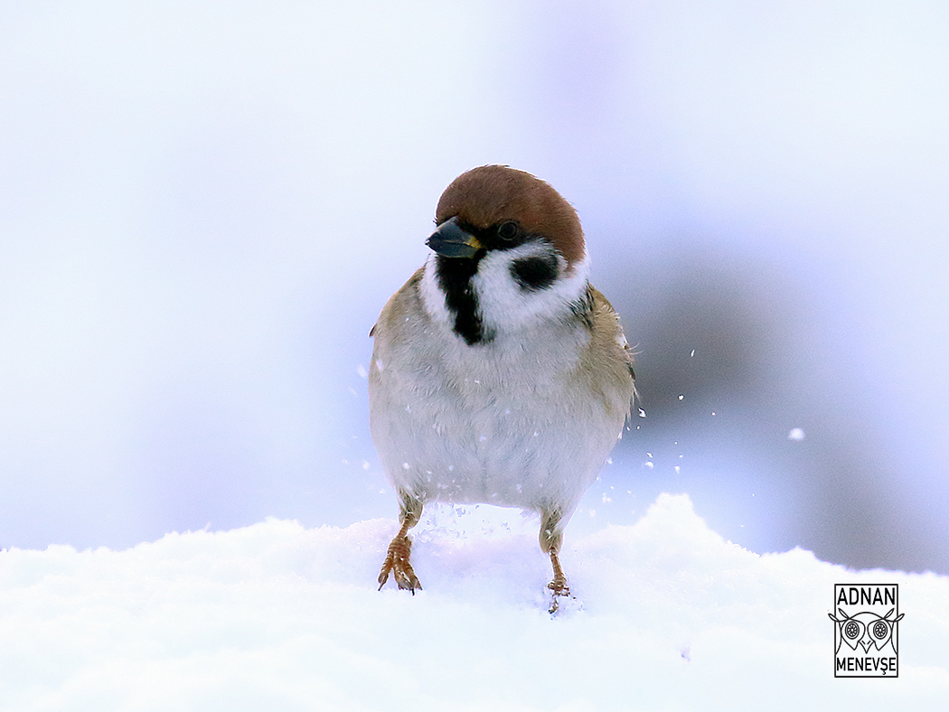 Eurasian Tree Sparrow — Ana fotoğraf