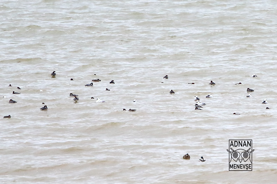 Smew