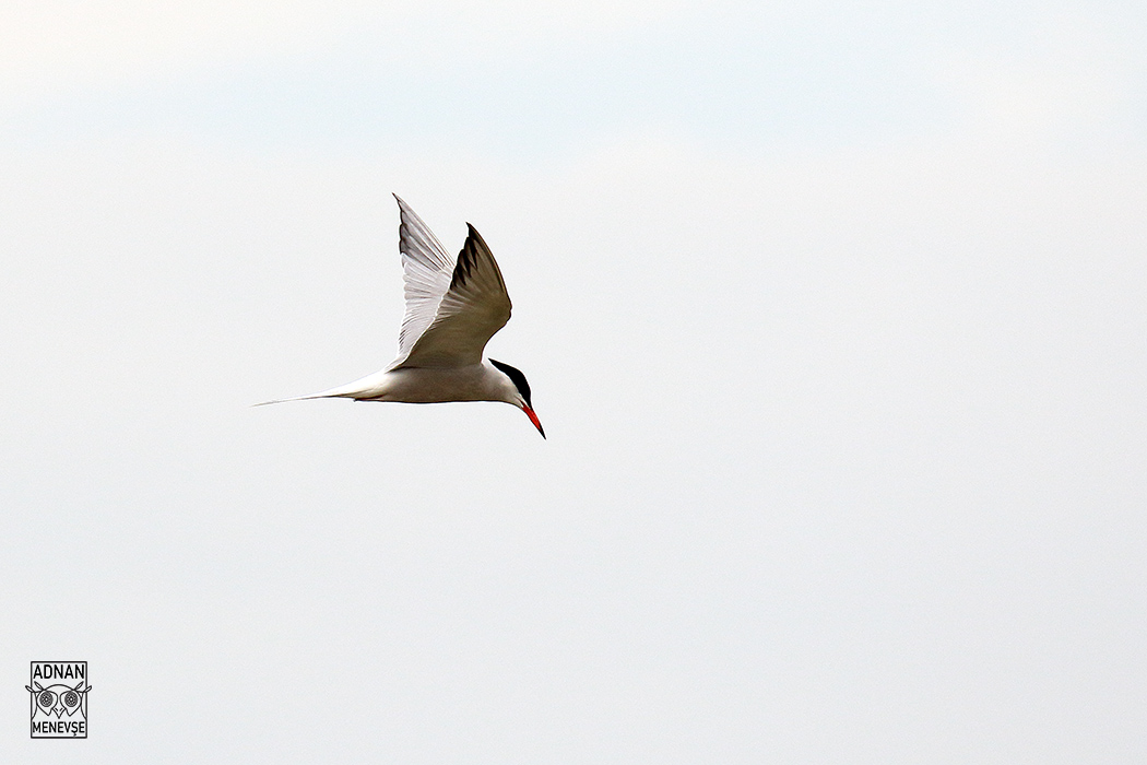 Common Tern
