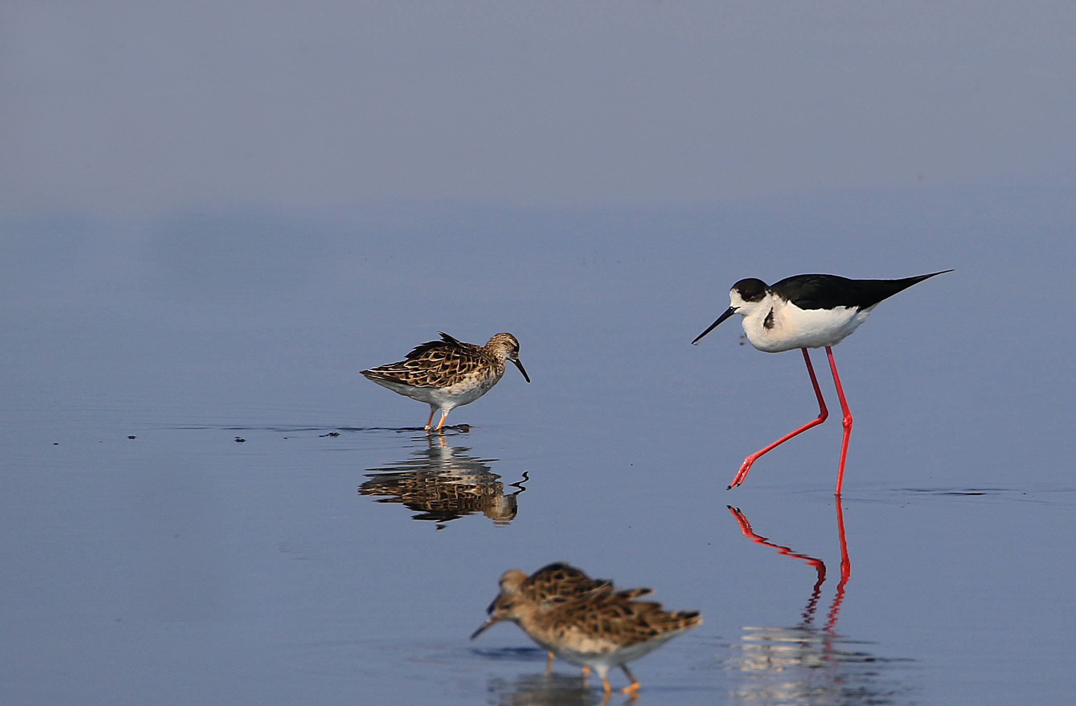 Black-winged Stilt