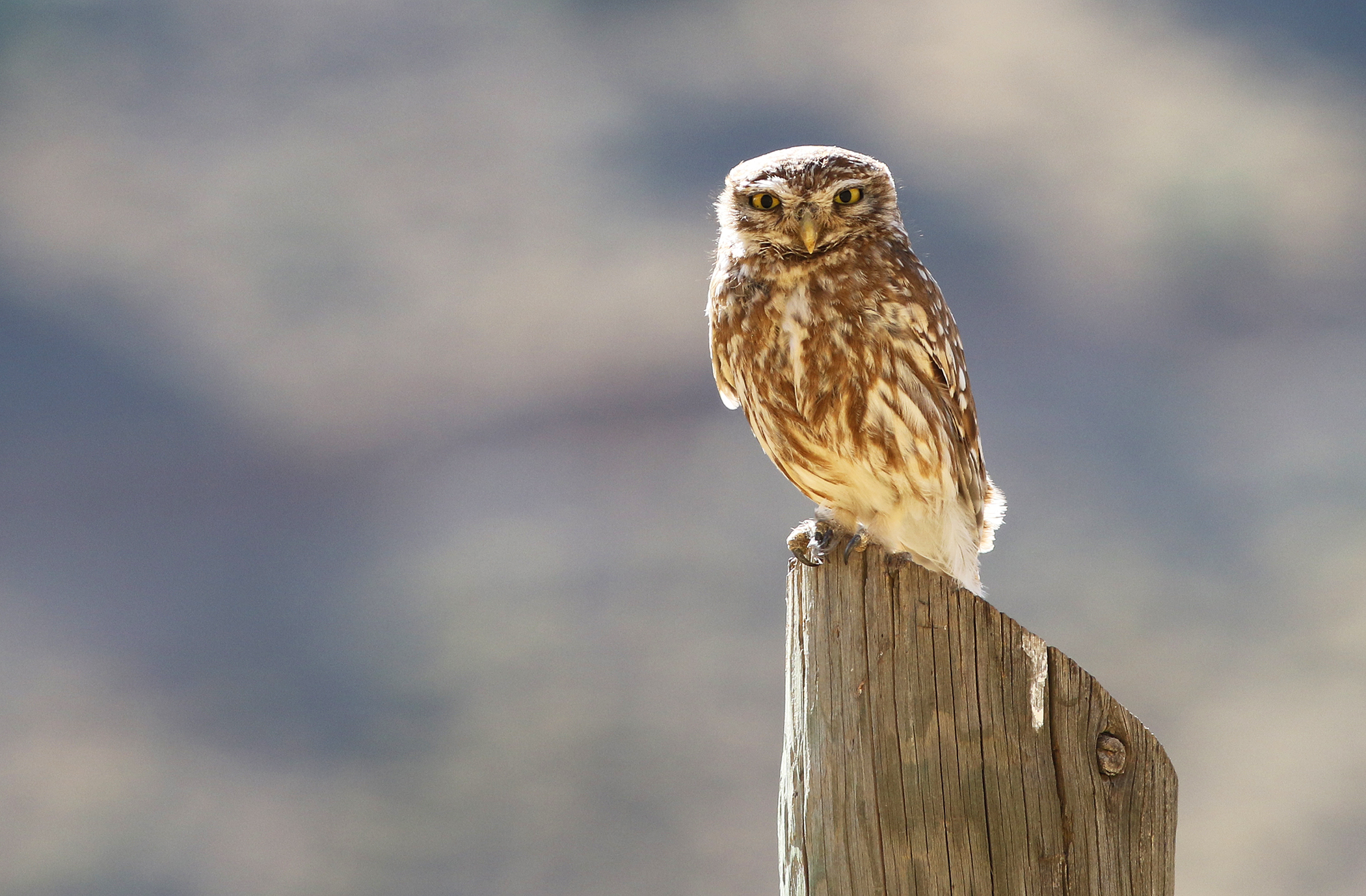 Little Owl