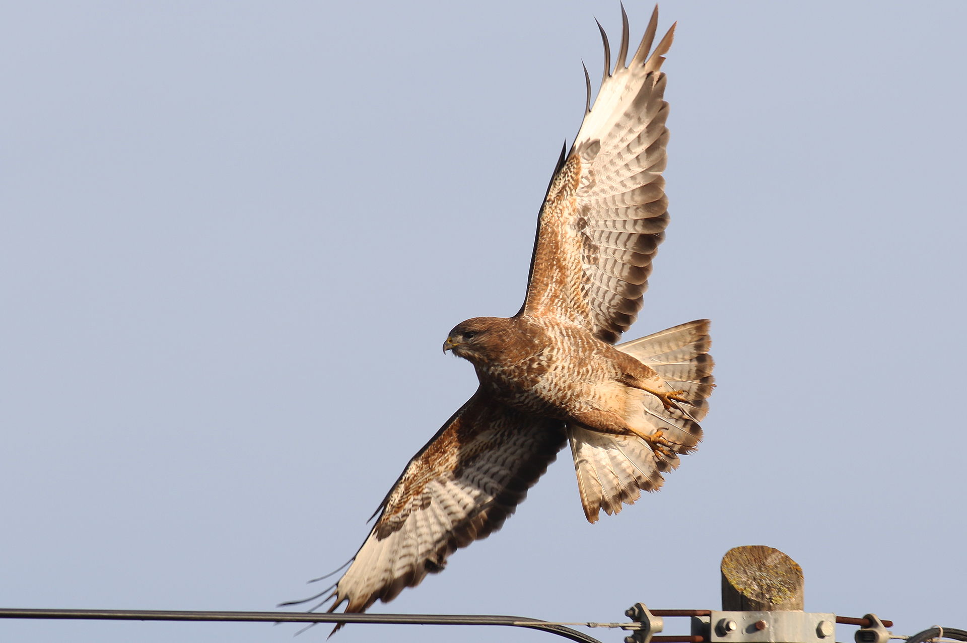 Common Buzzard