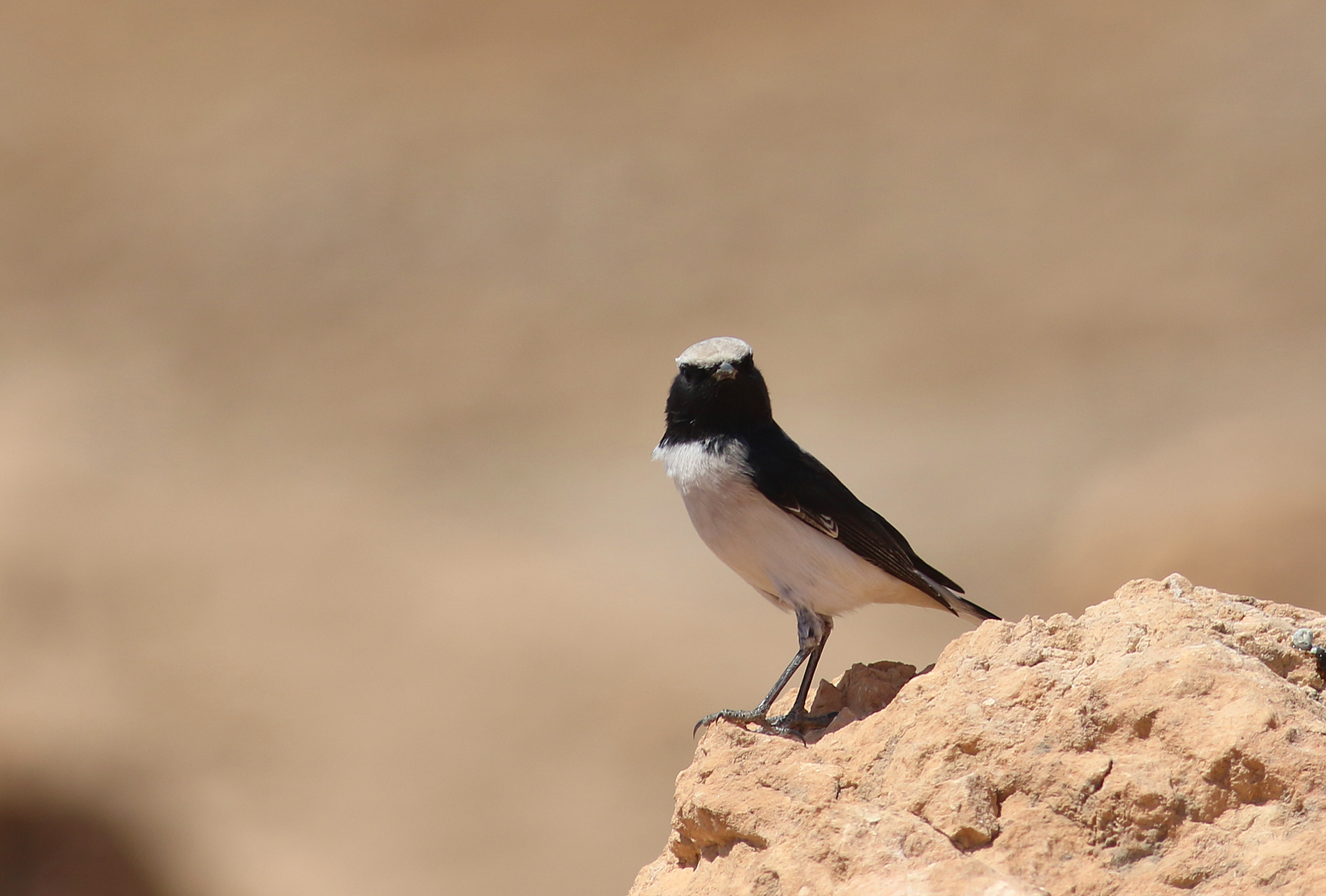 Finsch's Wheatear