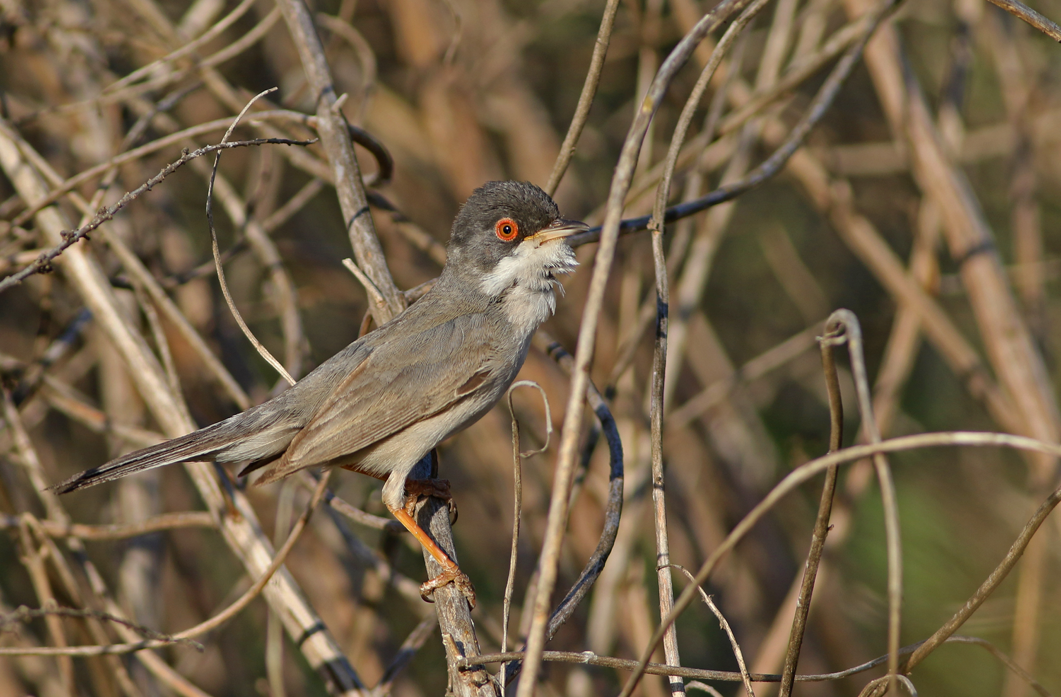 Menetries's Warbler