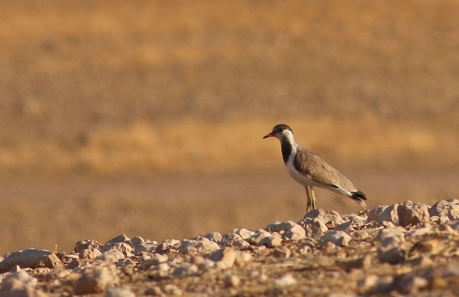 Red-wattled Lapwing