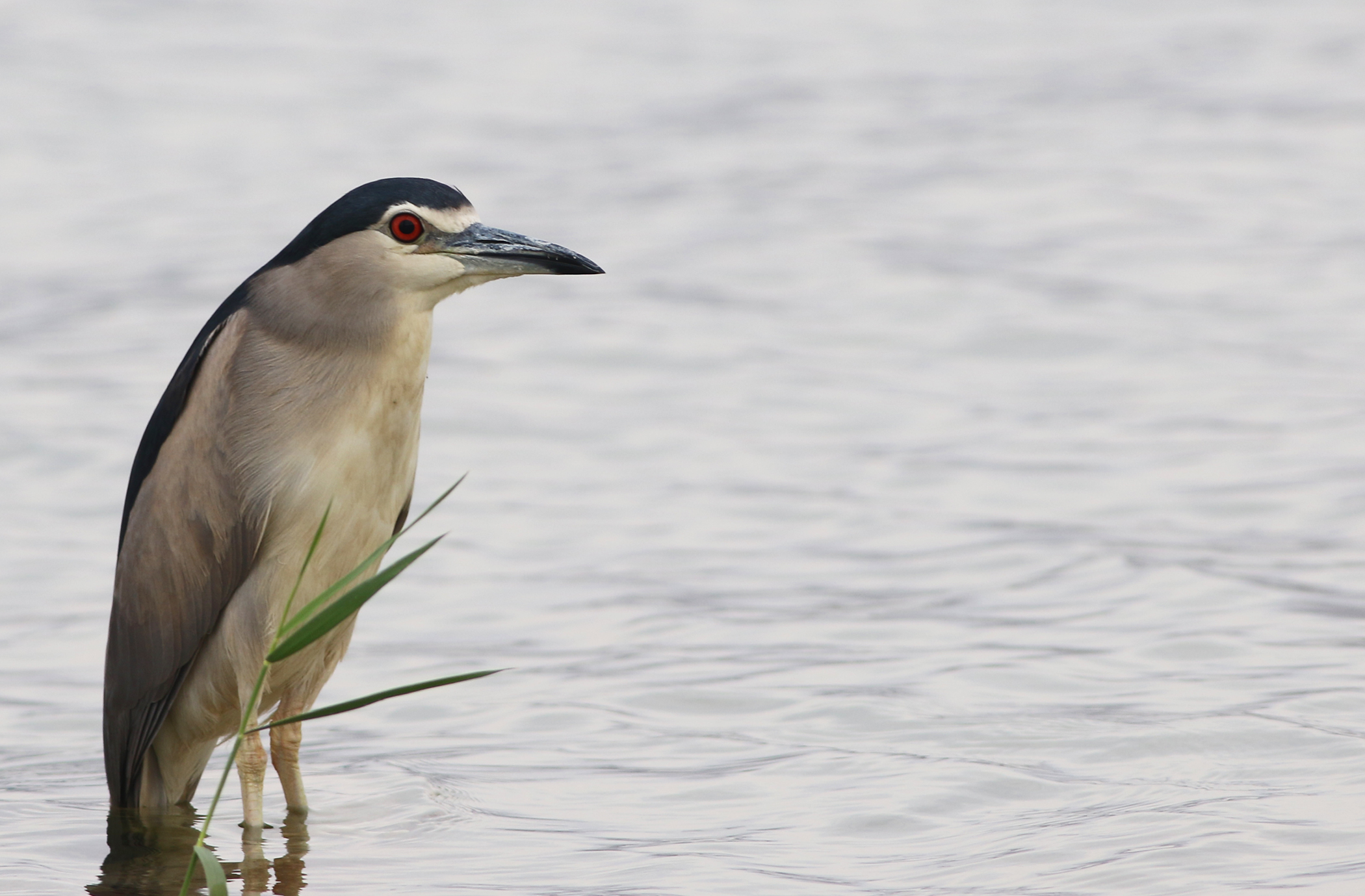 Black-crowned Night-Heron