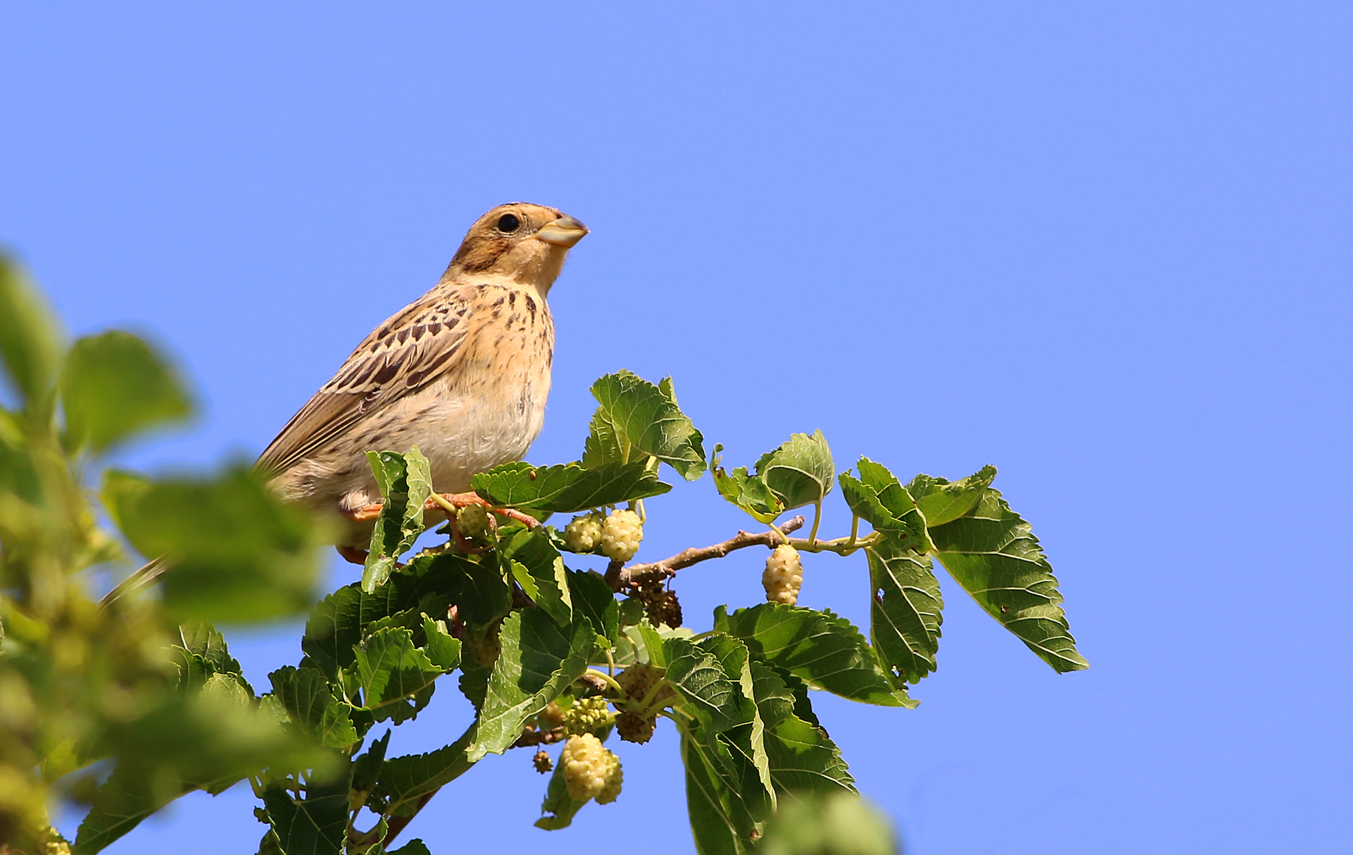 Corn Bunting