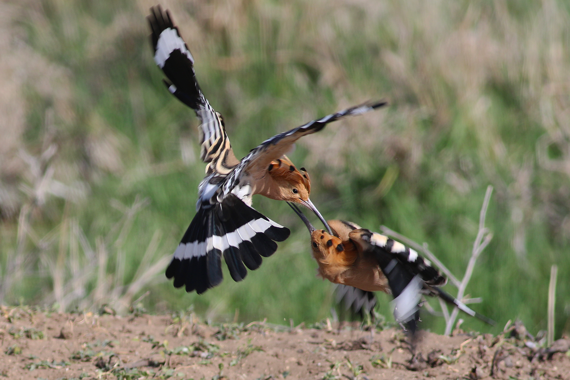 Eurasian Hoopoe