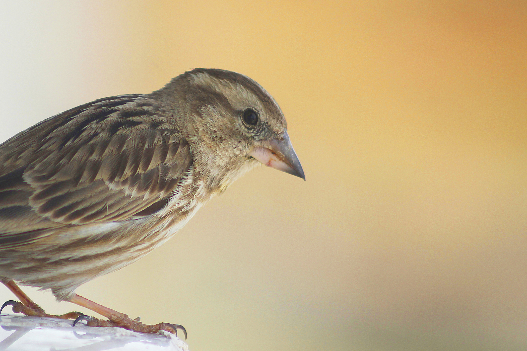 Rock Sparrow