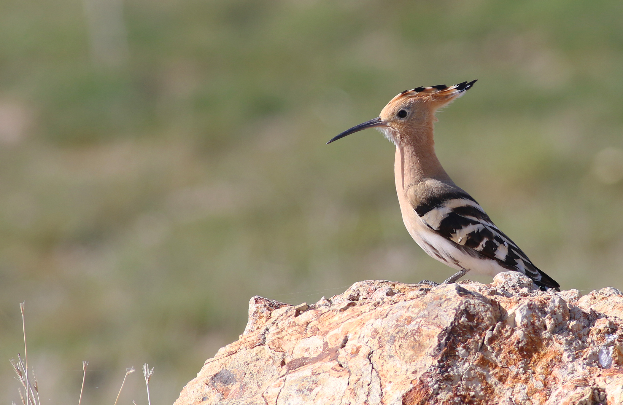 Eurasian Hoopoe