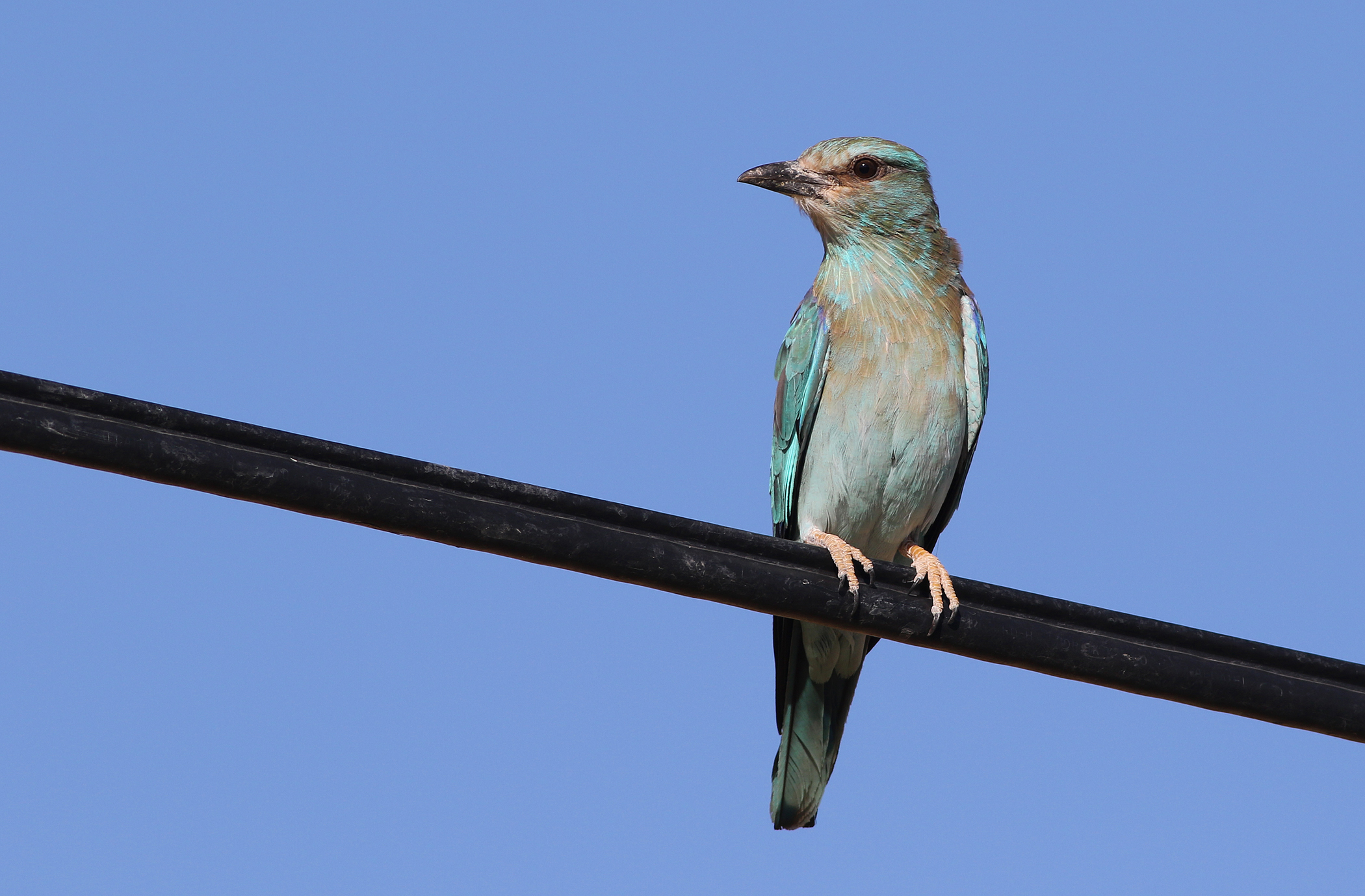 European Roller