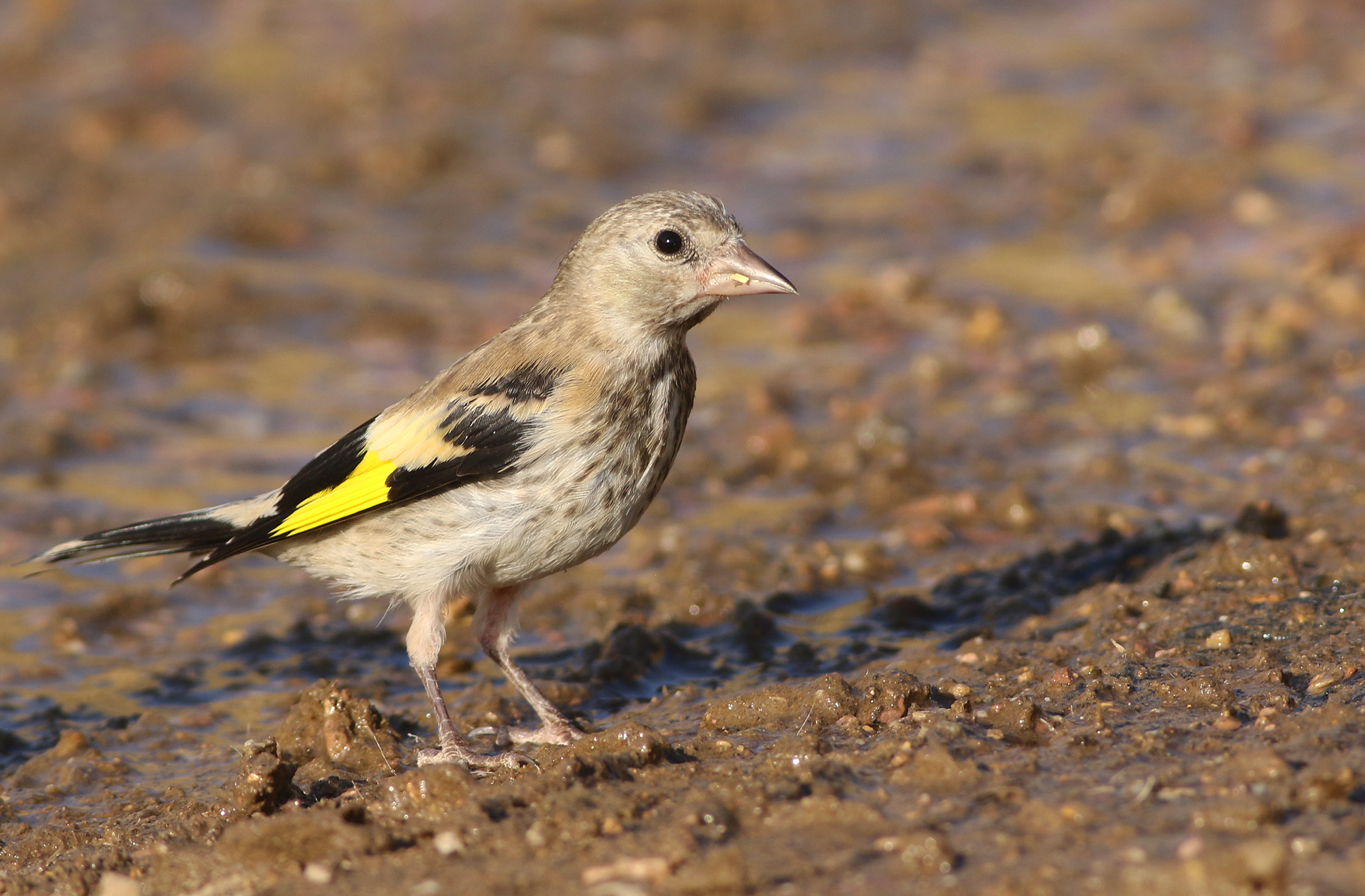 European Goldfinch