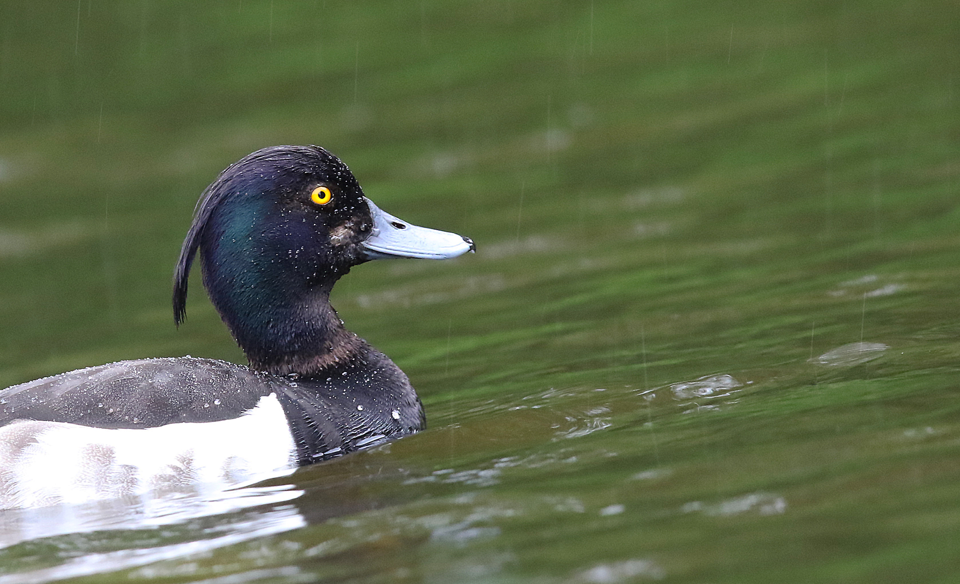 Tufted Duck