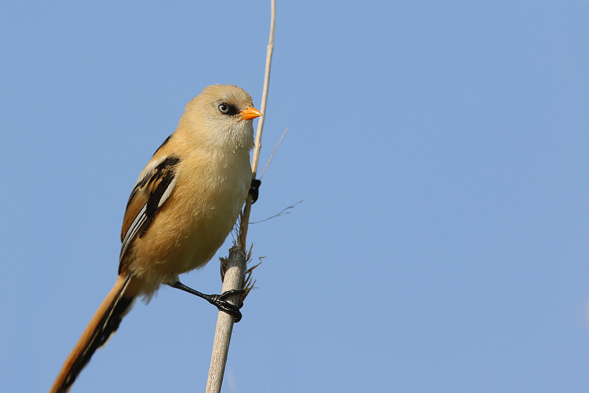 Bearded Reedling