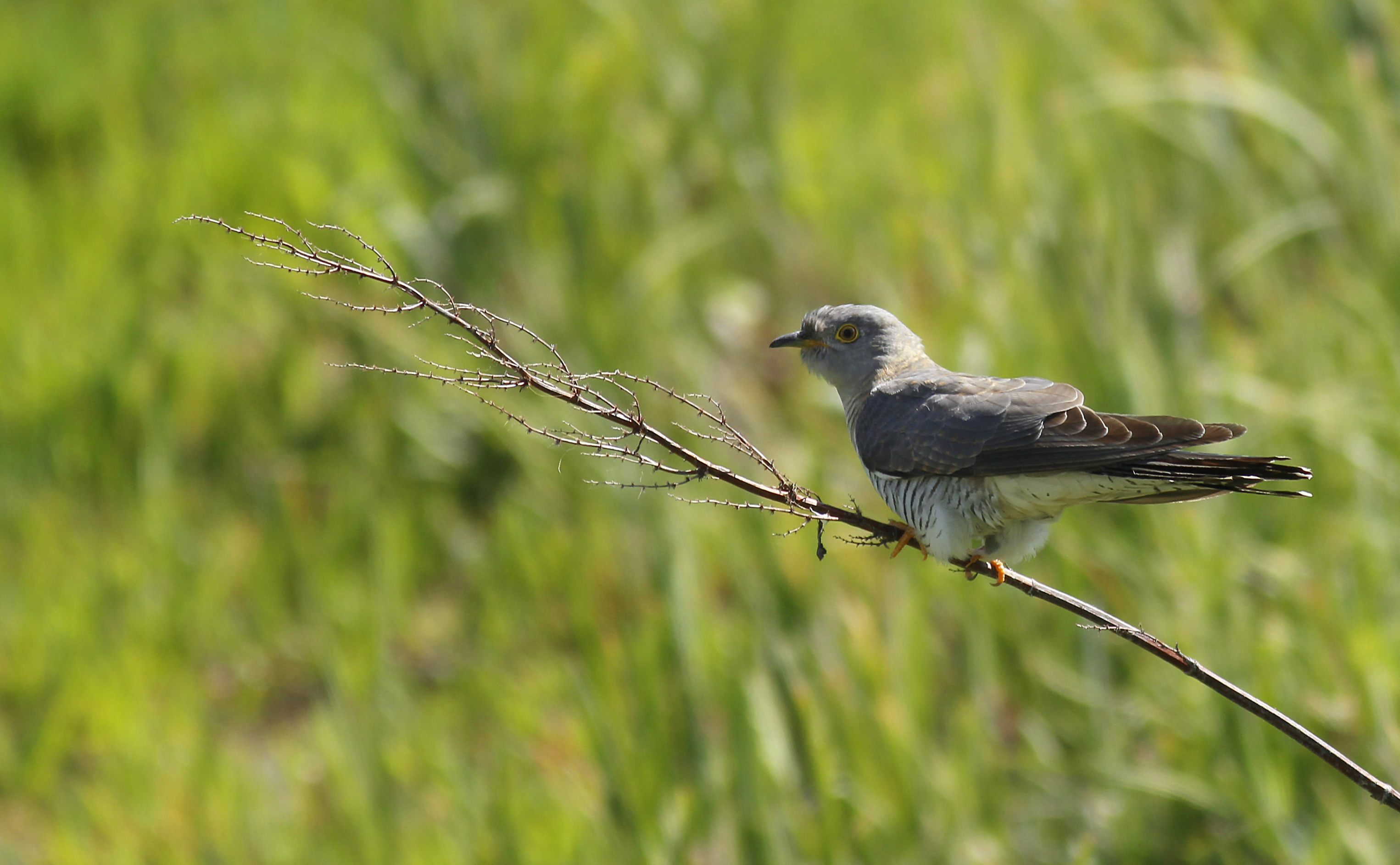 Common Cuckoo