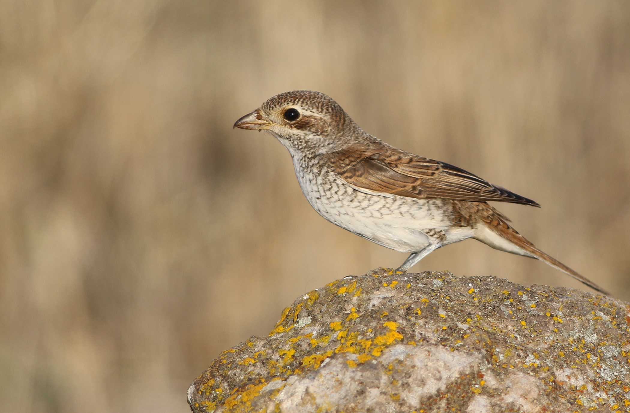 Red-backed Shrike