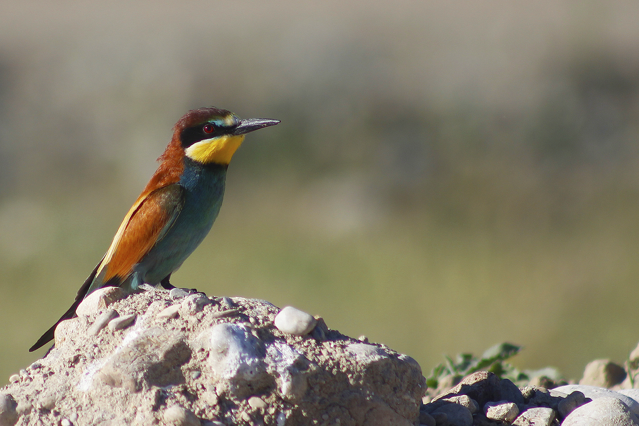 European Bee-eater