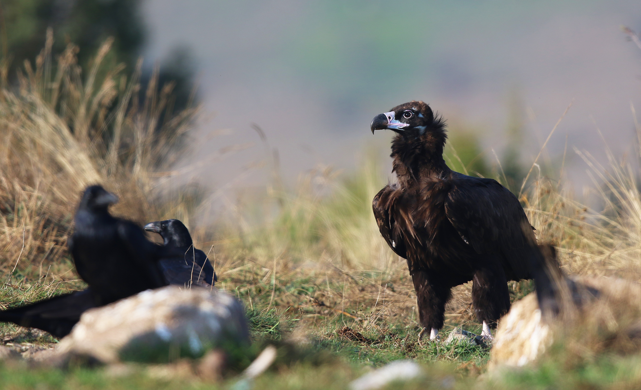 Cinereous Vulture