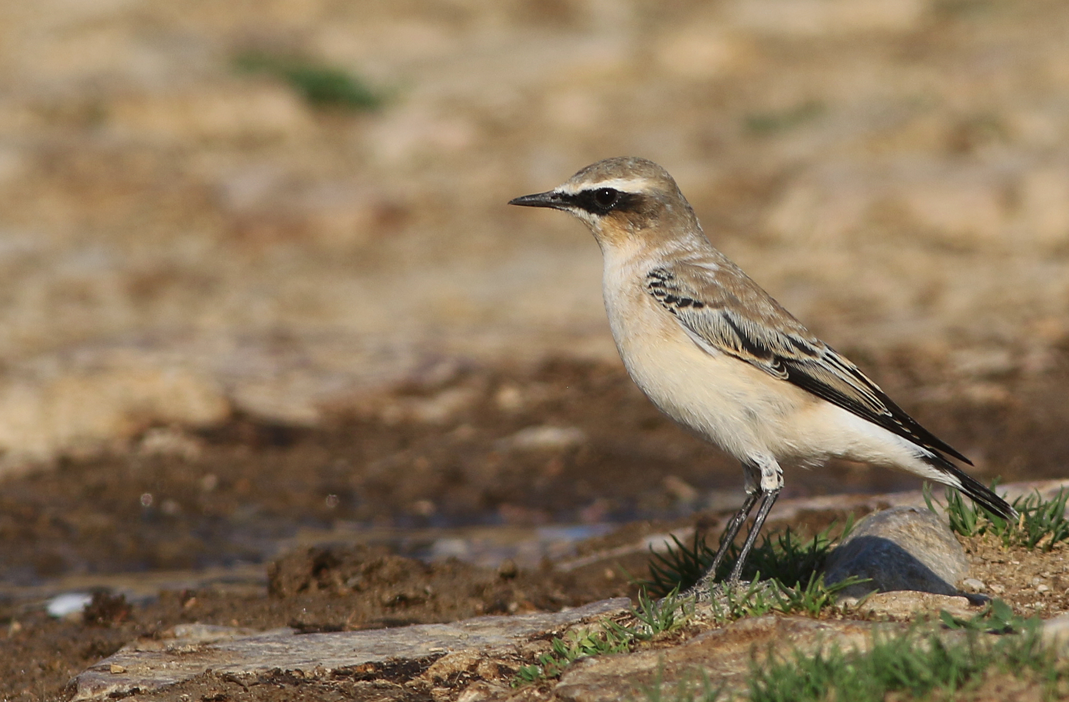 Northern Wheatear