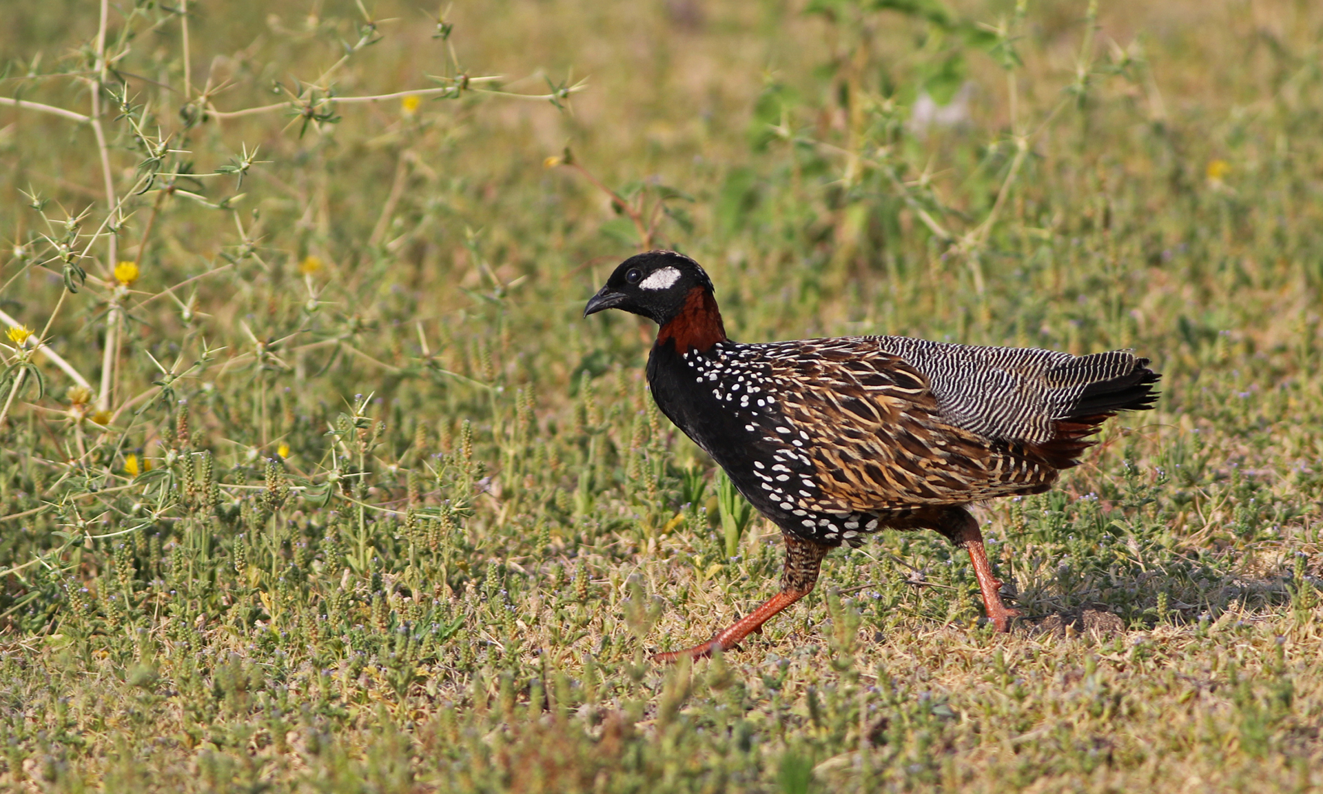Black Francolin