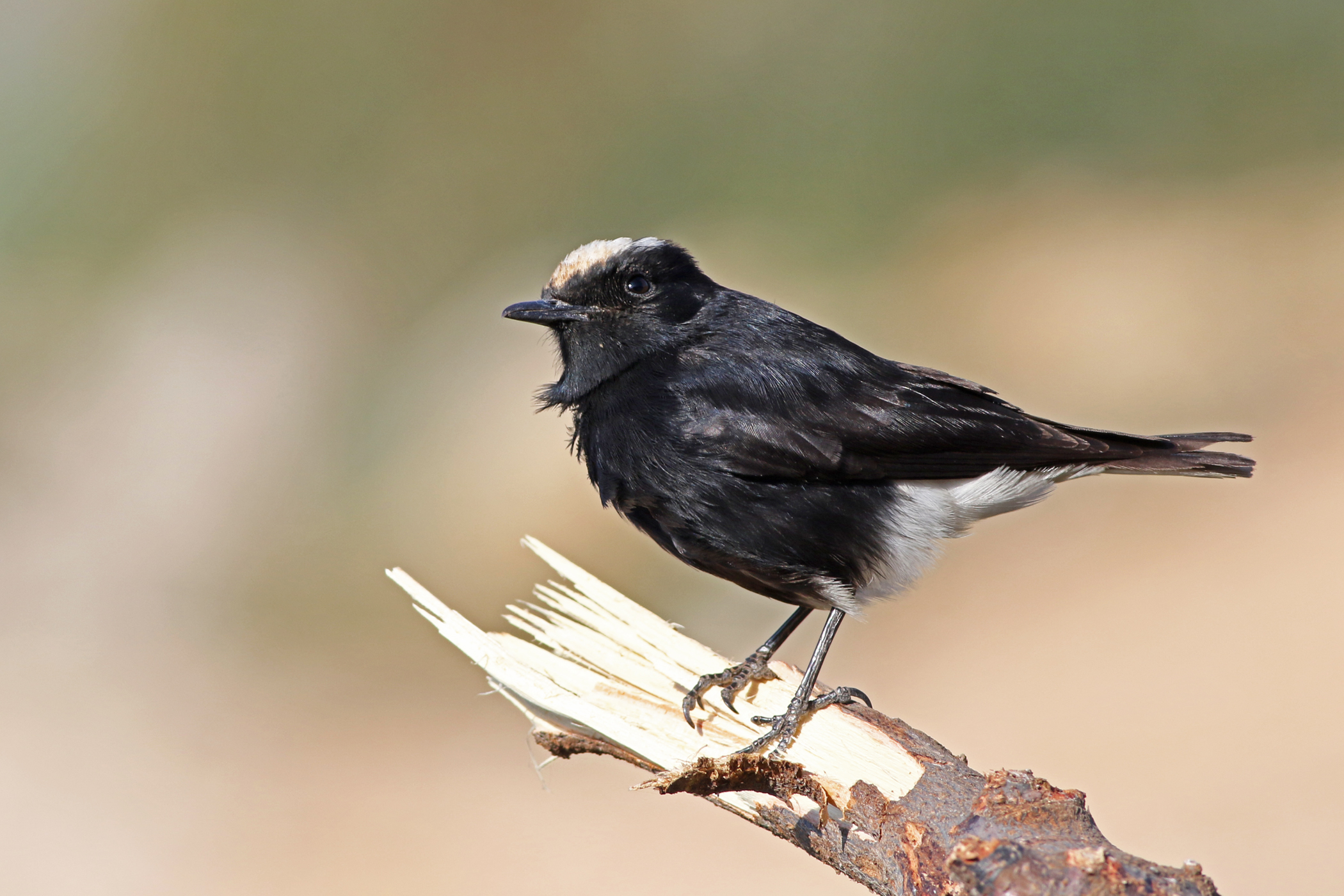 White-crowned Wheatear